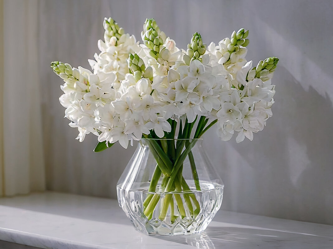 Гиацинт - Aleksey Afonin Гиацинт - Aleksey Afonin