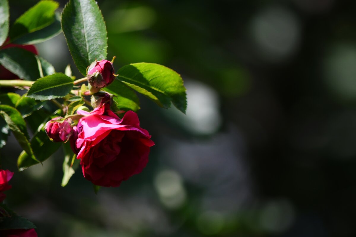 Вьющаяся роза - Татьяна Евдокимова