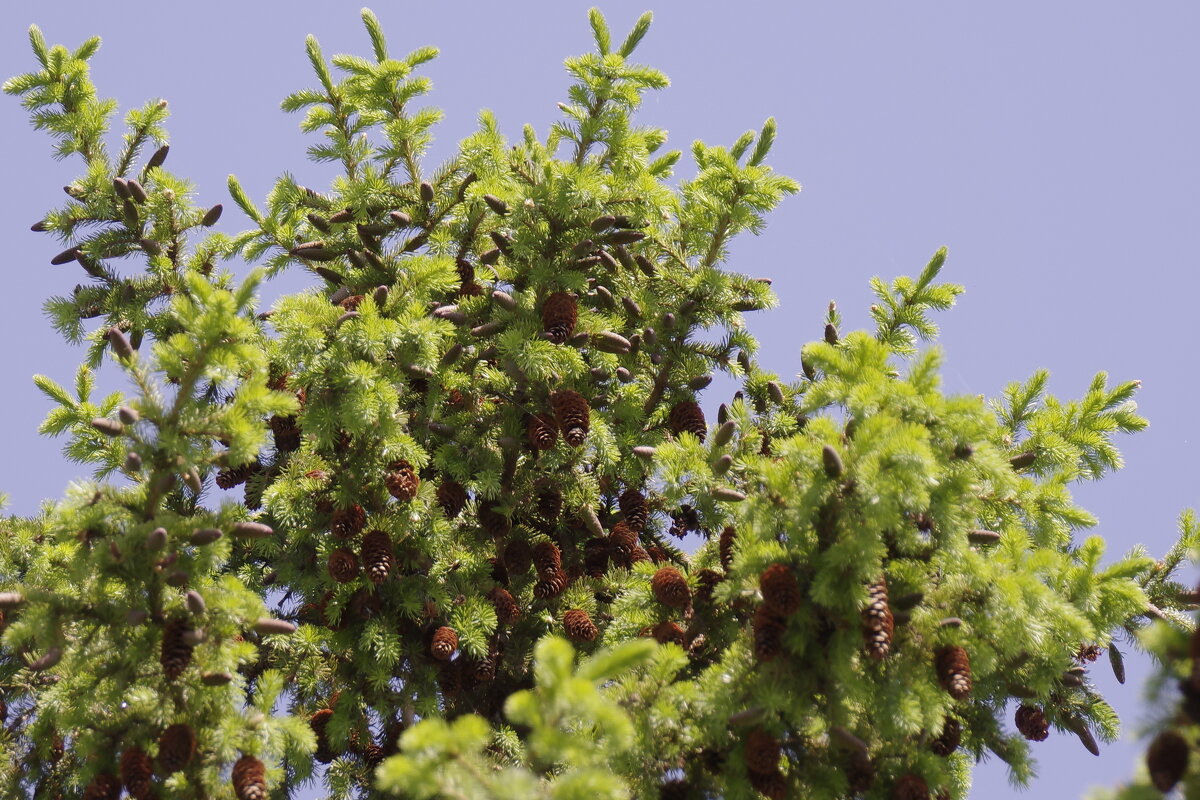 Шишки на ветках - Сергей Швечков