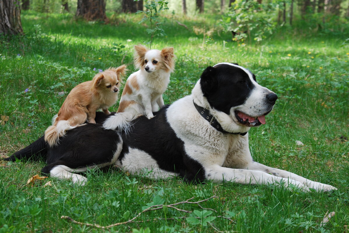 Но-ооо!Пошла родимая!:)) - Рудаков Сергей 