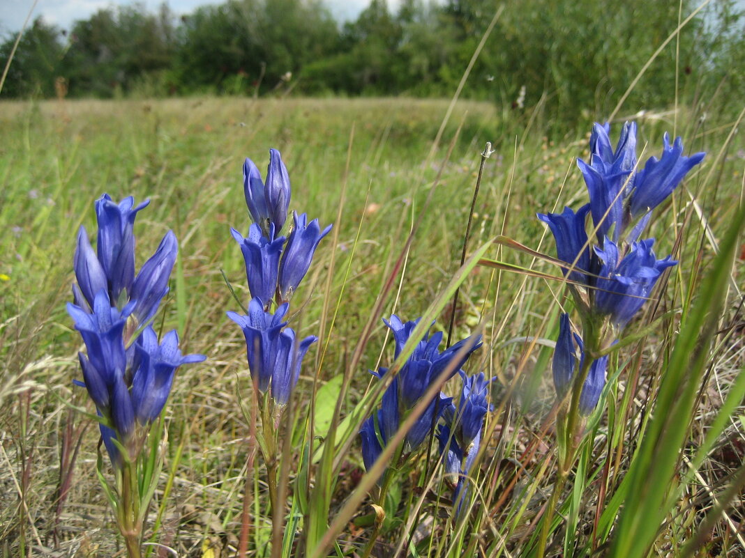 Горечавка - Anna Ivanova