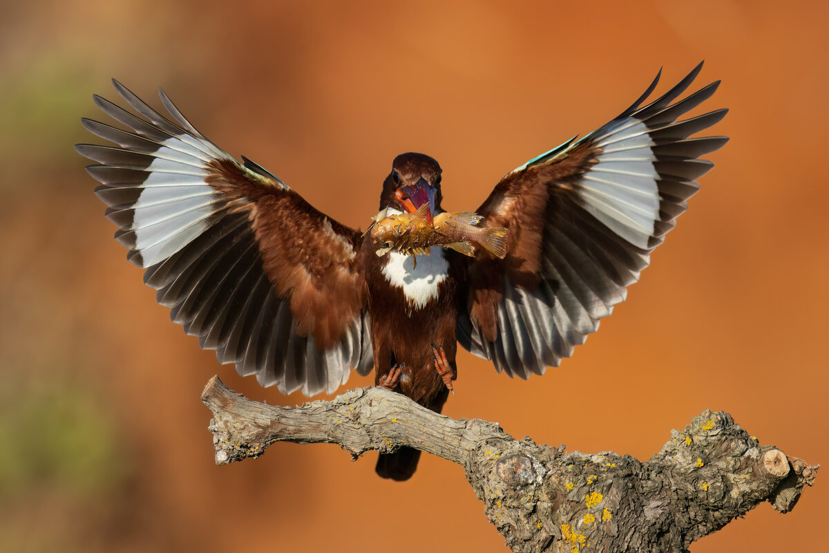 *** - Евгений Фруман *** - Евгений Фруман