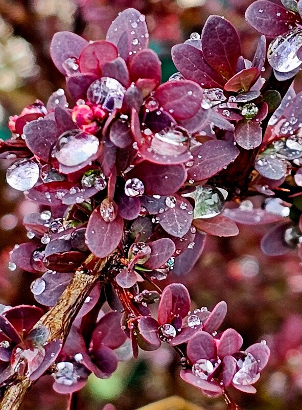 Бусинки - Михаил Свиденцов Бусинки - Михаил Свиденцов