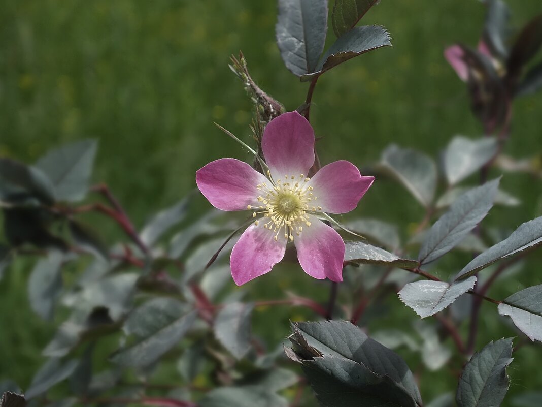 ** - Зоя Мишина ** - Зоя Мишина