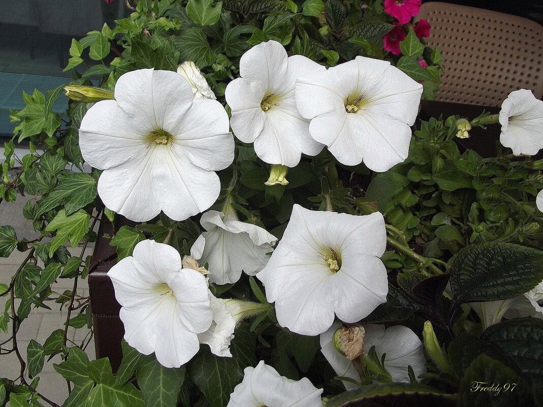 Петунии - Freddy 97