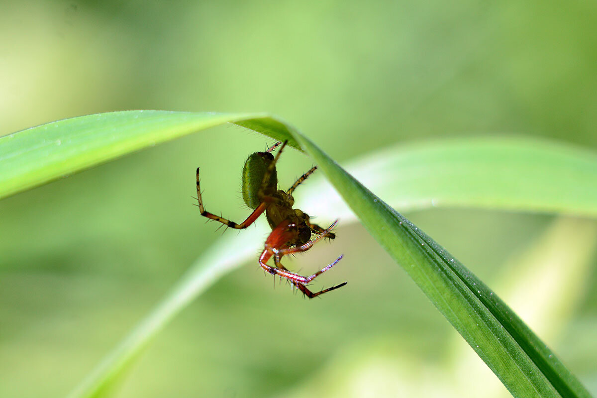 Под куполом - Геннадий Супрун Под куполом - Геннадий Супрун