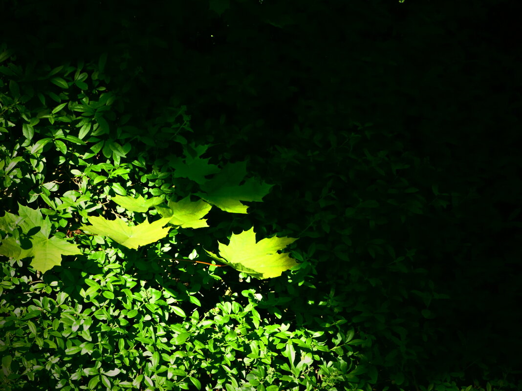 Летние этюды 13 - Алексей Кузнецов