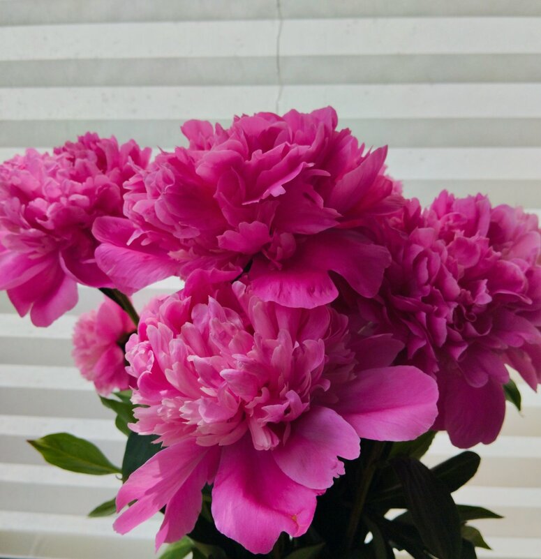 Время пионов - Галина Бобкина