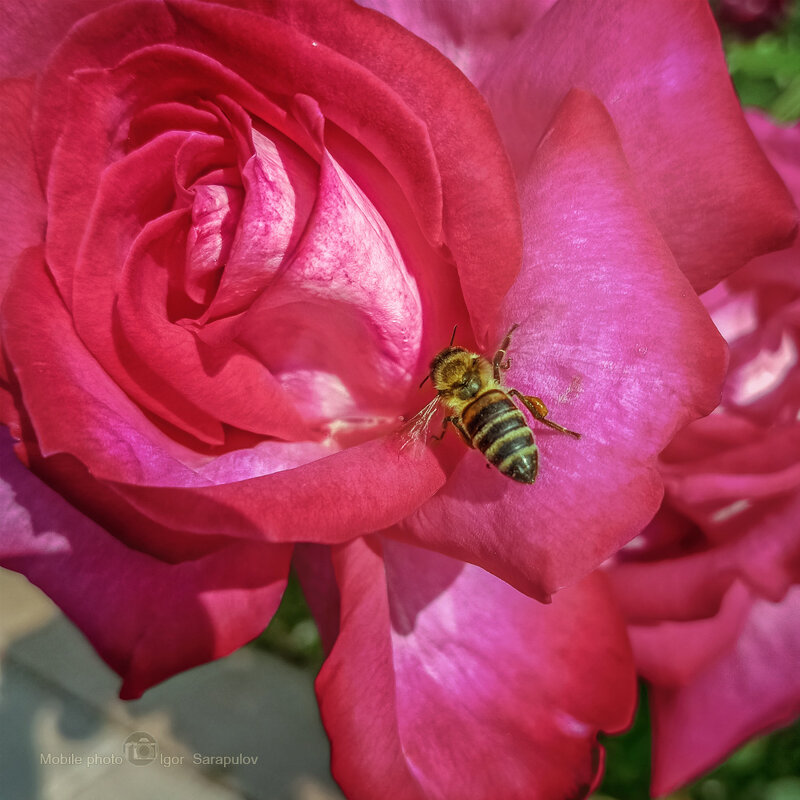 В поисках залежей нектара - Игорь Сарапулов В поисках залежей нектара - Игорь Сарапулов