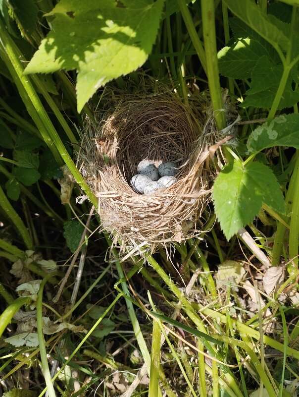 Косарь вовремя остановился - Сергей Лындин Косарь вовремя остановился - Сергей Лындин