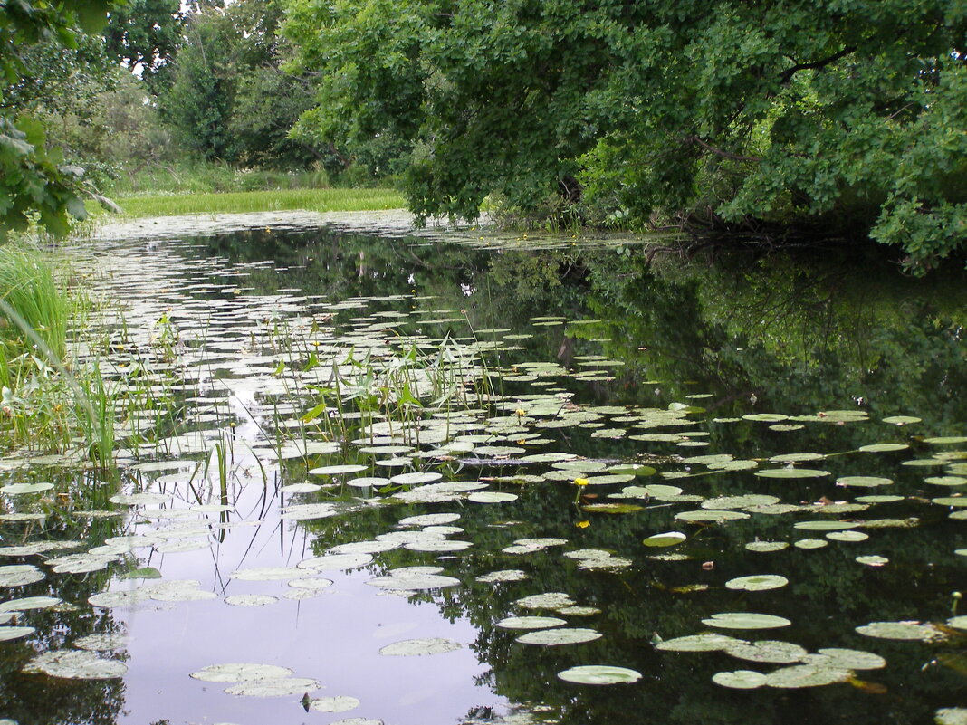 Тихое место - Николай ntv