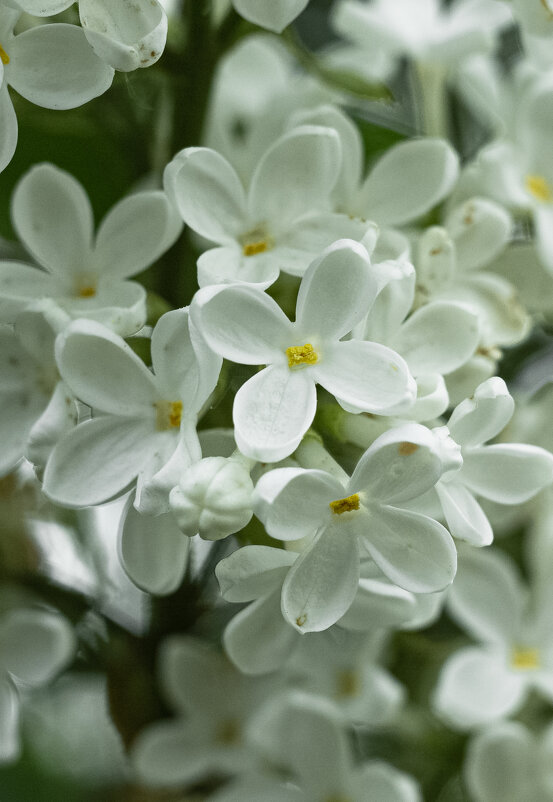 White Lilac | 15 - Sergey Sonvar White Lilac | 15 - Sergey Sonvar