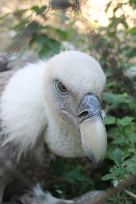 орел - Мария Реброва