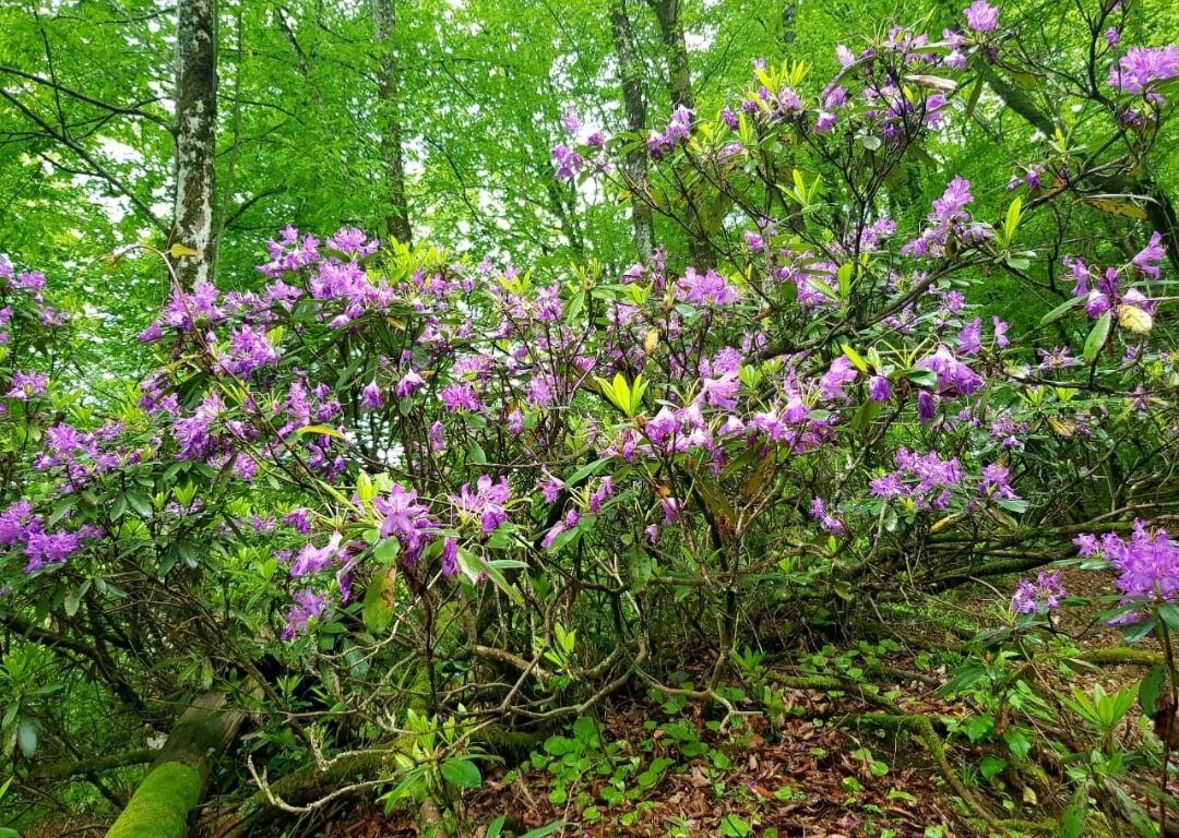 Рододендрон - Tata Wolf