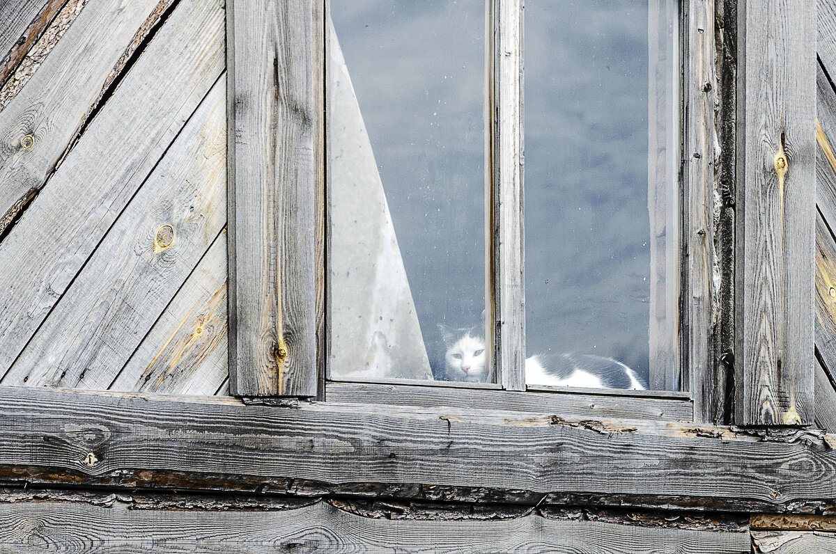 Кошка на окошке - Андрей Щетинин