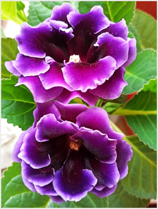 Глоксиния - Татьяна Осипова(Deni2048) Глоксиния - Татьяна Осипова(Deni2048)