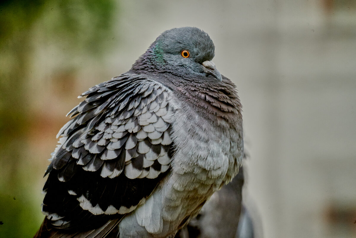 Голубок - Александр Леонов