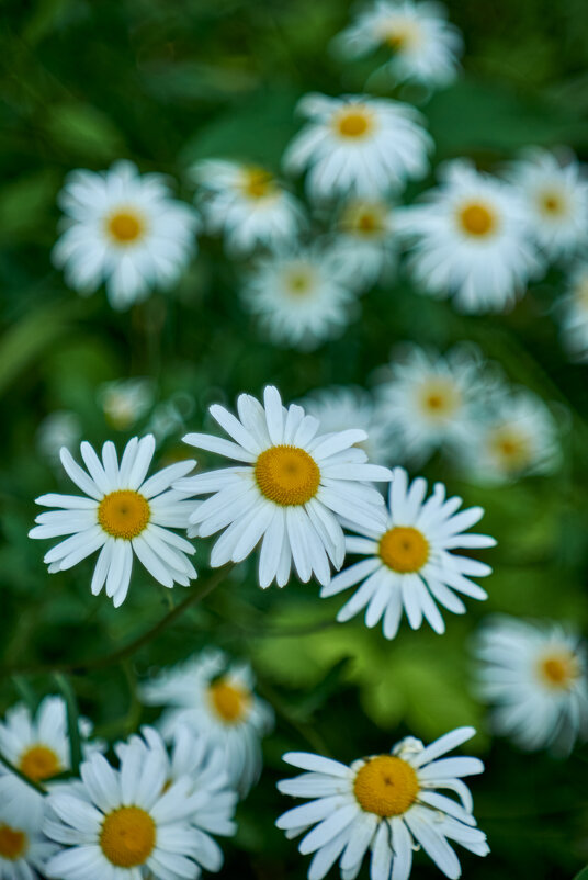 ромашки - Александр Леонов