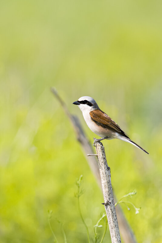 Сорокопут - Валерий Черняк