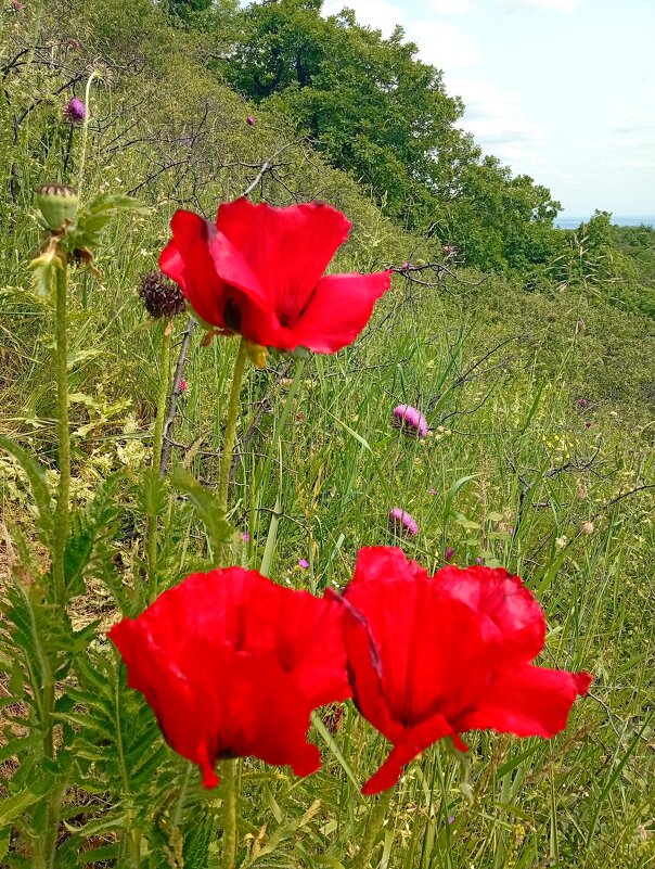 Реликтовые маки на горе Бештау - Екатерина Филипенко Реликтовые маки на горе Бештау - Екатерина Филипенко