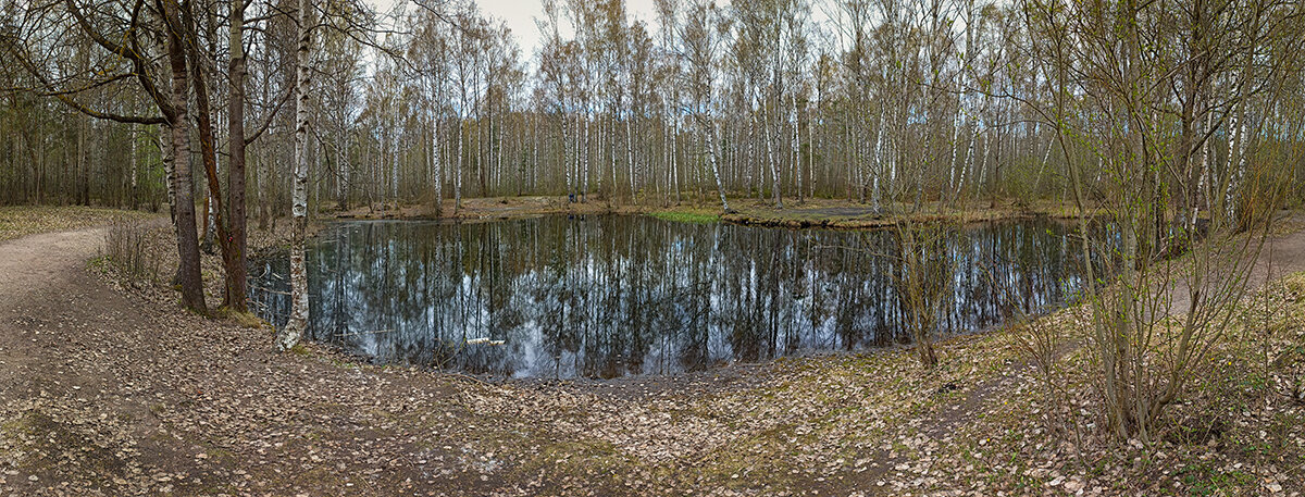 Парк Сосновка.Панорама. Весна. - Лилия * Парк Сосновка.Панорама. Весна. - Лилия *