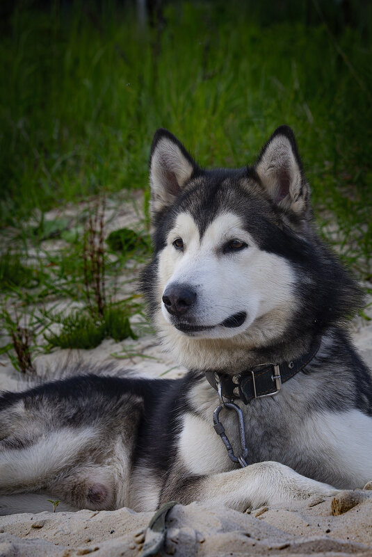 Ярик. - leff Postnov