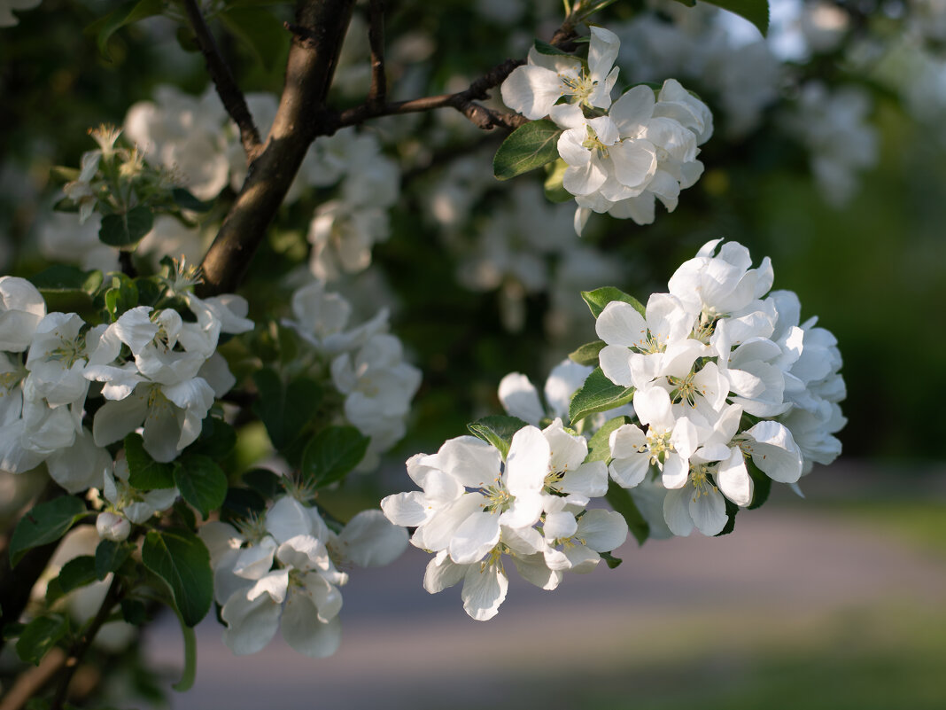 Яблони цвет - Павел Харлин Яблони цвет - Павел Харлин