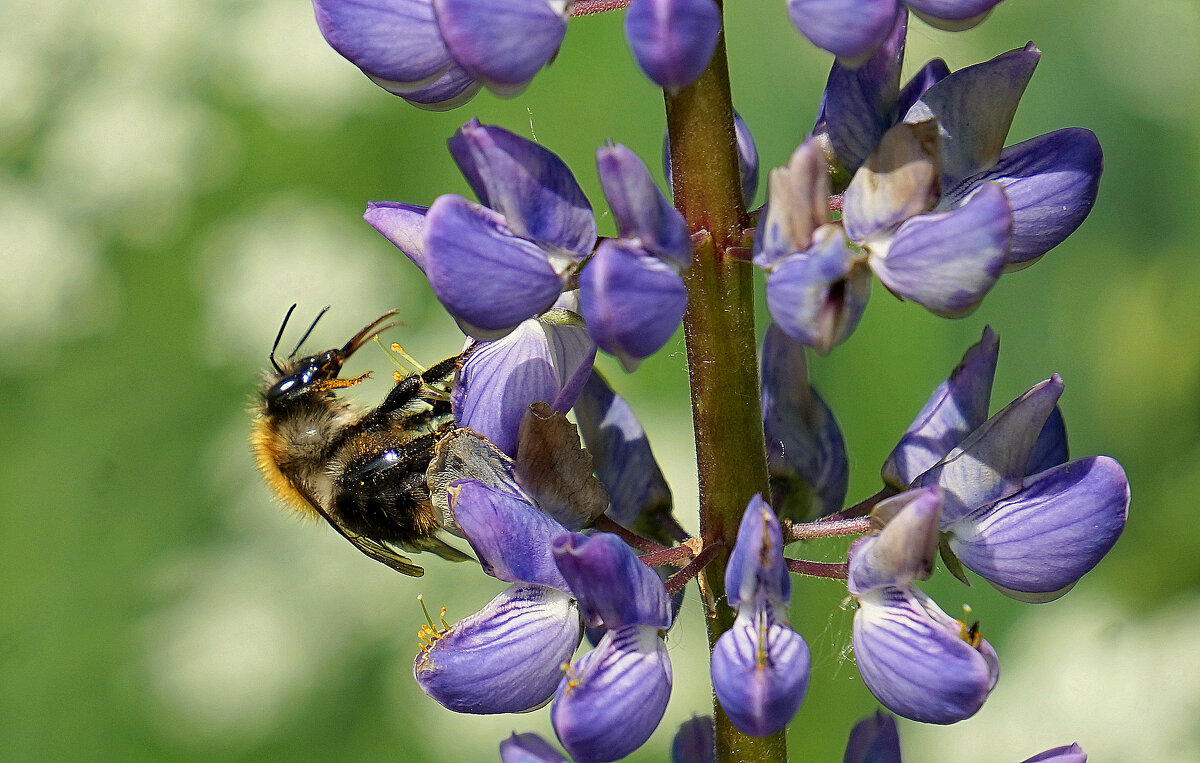 из снятого сегодня 6 - Александр Прокудин из снятого сегодня 6 - Александр Прокудин