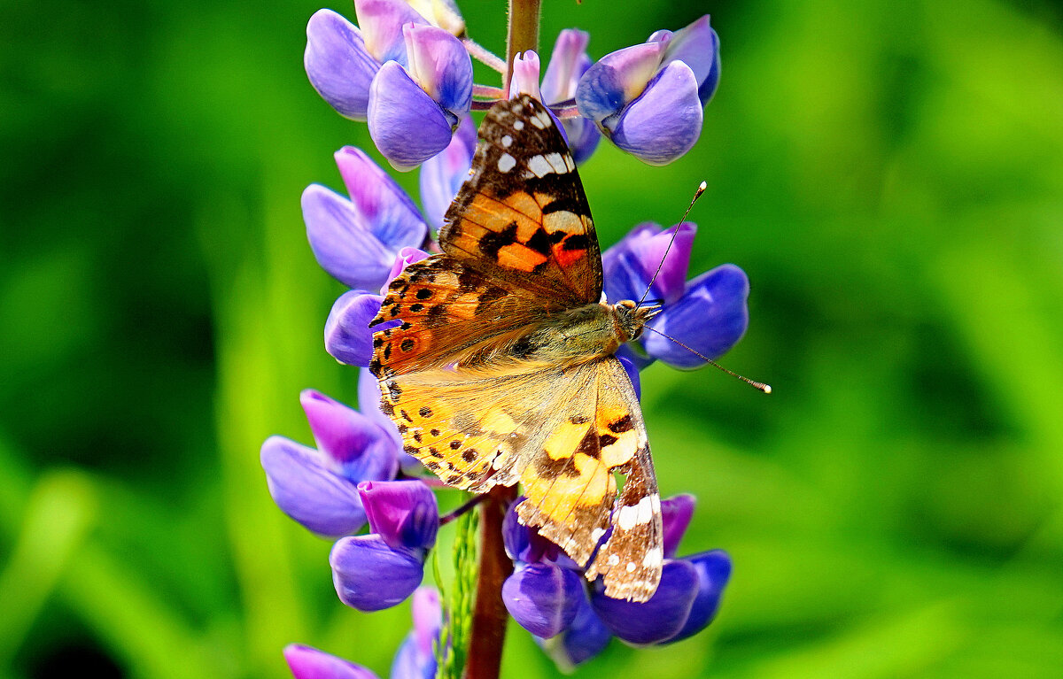из снятого сегодня 9 - Александр Прокудин из снятого сегодня 9 - Александр Прокудин