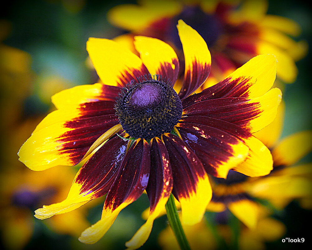 они на радость нам даны - Олег Лукьянов они на радость нам даны - Олег Лукьянов