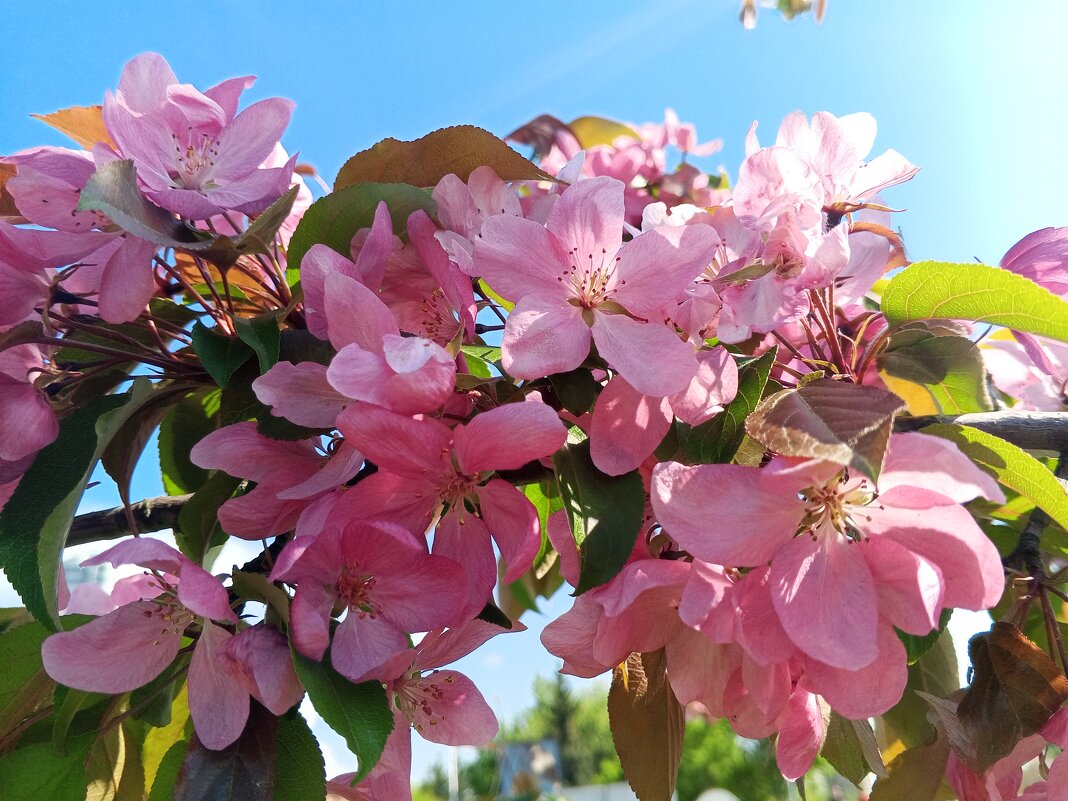 Яблоня - Сапсан 