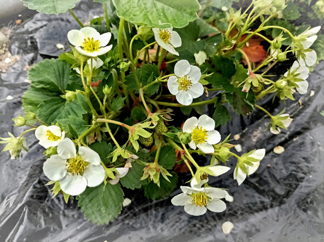 Клубничка - Veera V