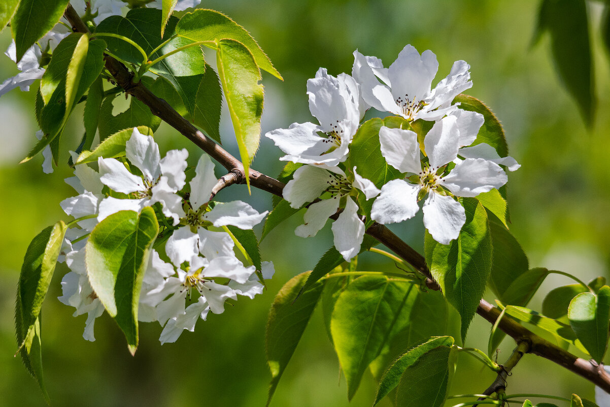 *** - Виктор Иванович Чернюк