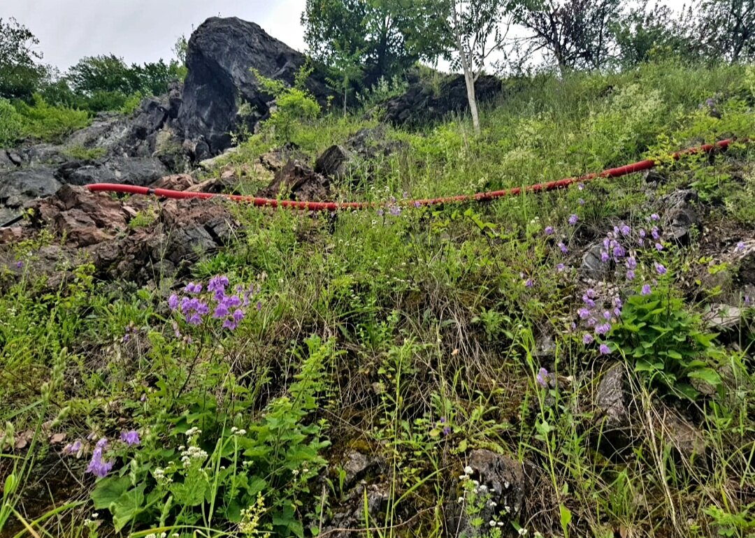 ПЛАСТУНКА-СОЧИ - Tata Wolf