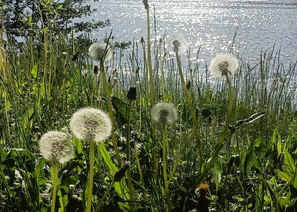 про одуванчики и не только... - Галина R... про одуванчики и не только... - Галина R...