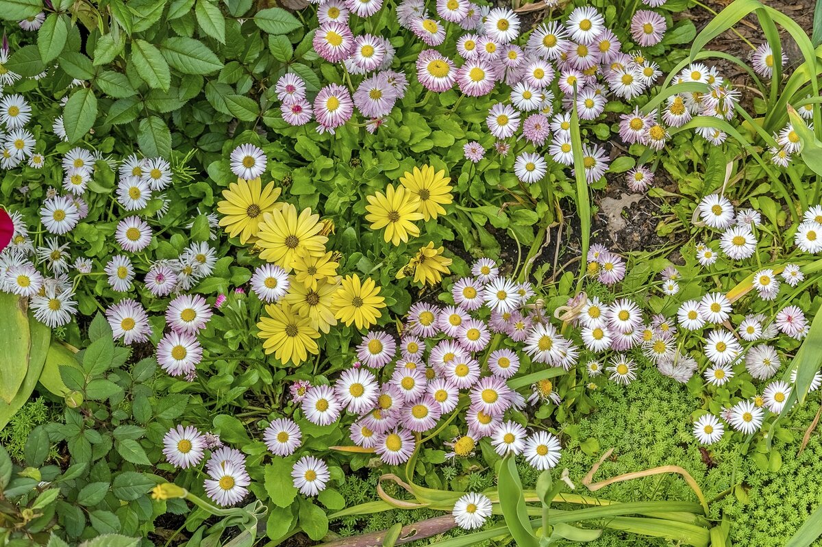 Ковёр под ногами - Валерий Иванович Ковёр под ногами - Валерий Иванович