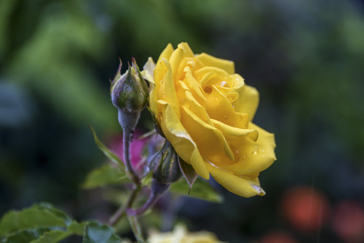 Жёлтая  роза - Валентин Семчишин