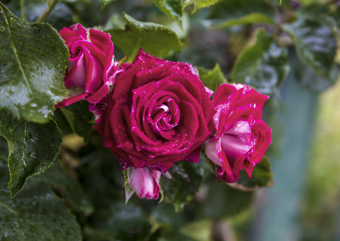 В нашем палисаде - Валентин Семчишин В нашем палисаде - Валентин Семчишин