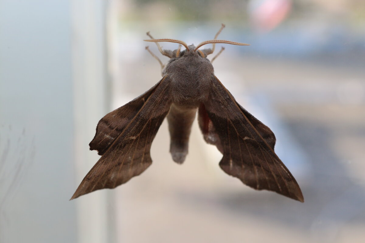 Бражник тополевый - Андрей Л. В.