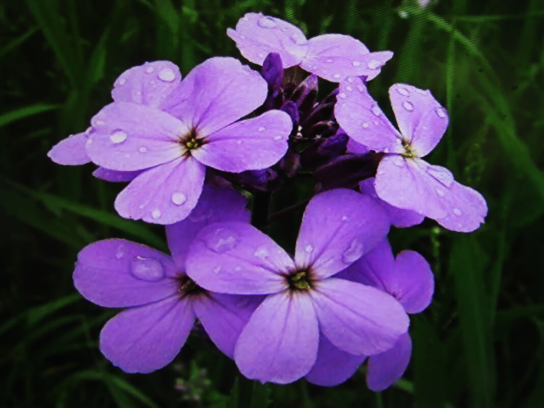 Ароматная красота - Людмила Смородинская