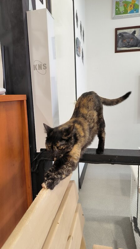 Обитательница кафе. - Ольга 