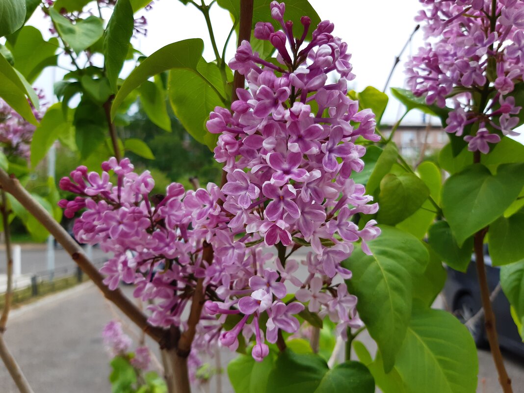 Вот и лето пришло - Галина Минчук Вот и лето пришло - Галина Минчук