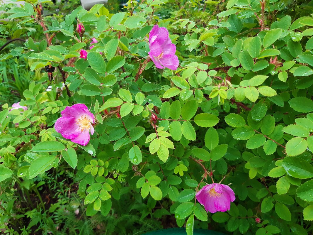 Вот и лето пришло - Галина Минчук Вот и лето пришло - Галина Минчук