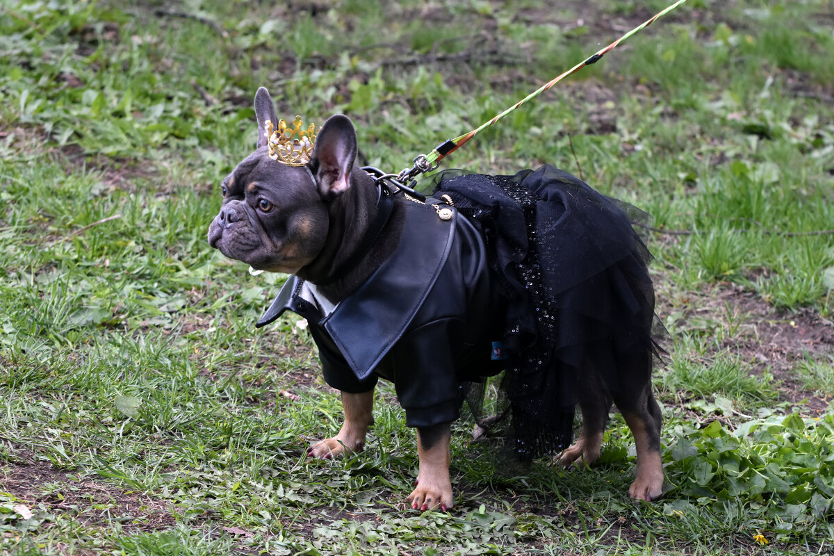 Москва. Парад французских бульдогов в усадьбе «Воронцово». - Наташа *****