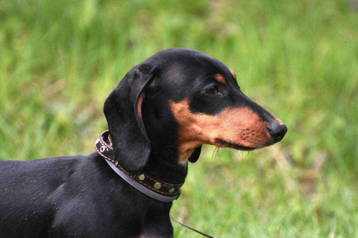 Москва. Парад французских бульдогов в усадьбе «Воронцово». - Наташа ***** Москва. Парад французских бульдогов в усадьбе «Воронцово». - Наташа *****
