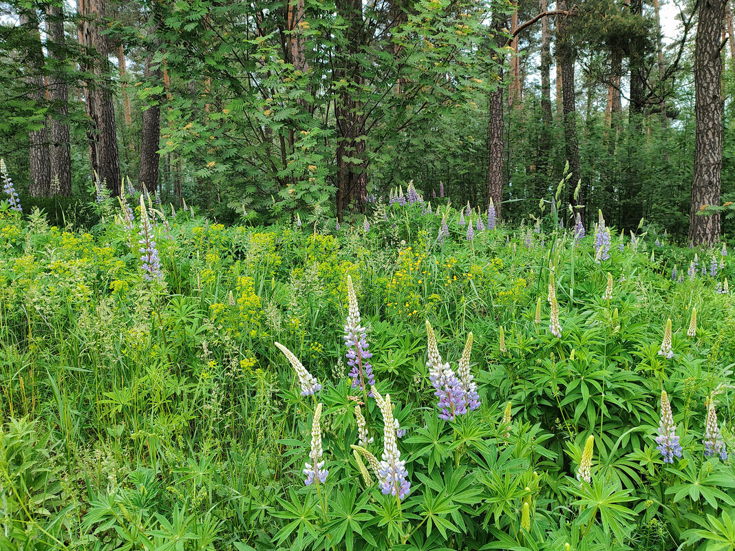 Зацвели Люпины - Денис Бочкарёв