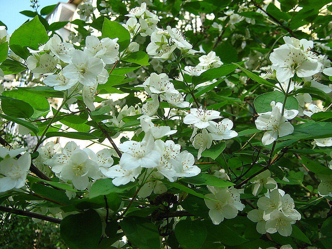 Жасмин цветет - Елена Семигина