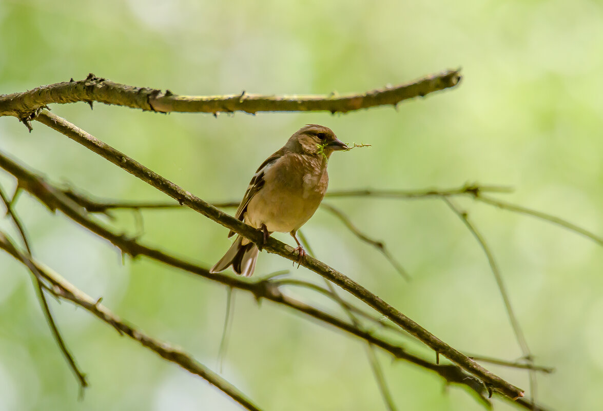 Всё в дом... - Sergey (Apg)