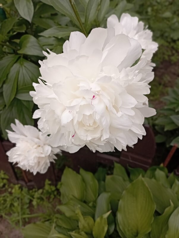 Пион - Елена Семигина