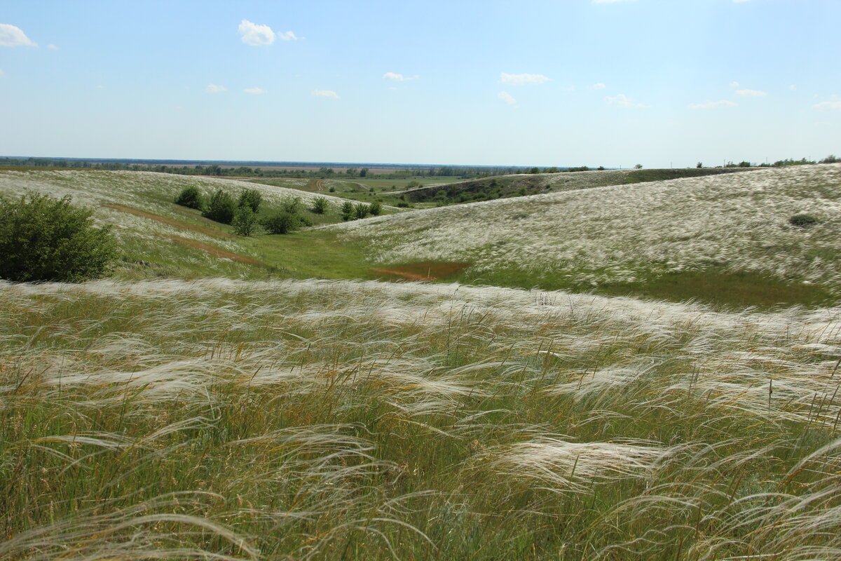Ковыль. - Виктор Ковыль. - Виктор